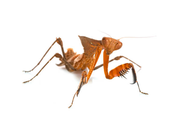 Riesen Totes Blatt Mantis (Deroplatys desiccata)